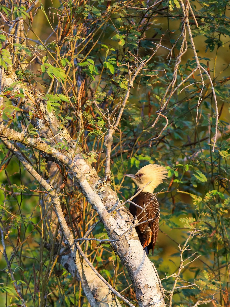 Pale-crested Woodpecker - ML638961226