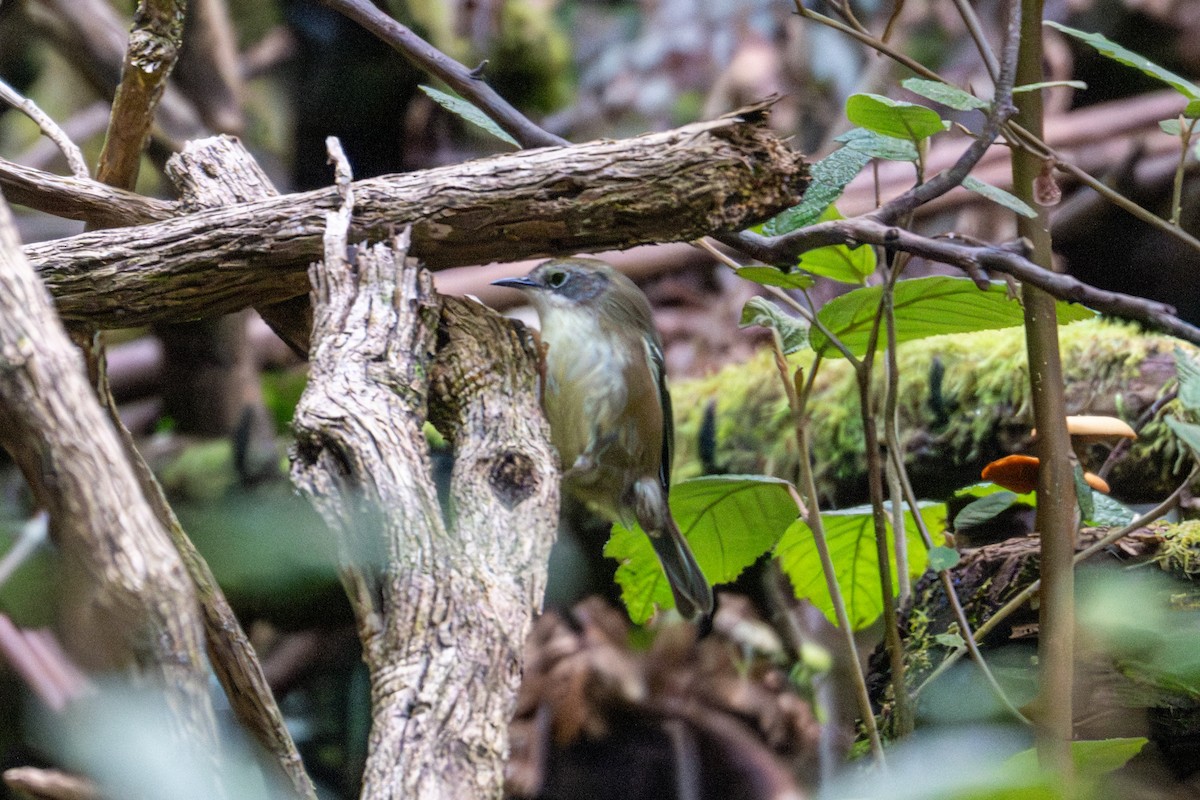 Scrubtit - ML638961244