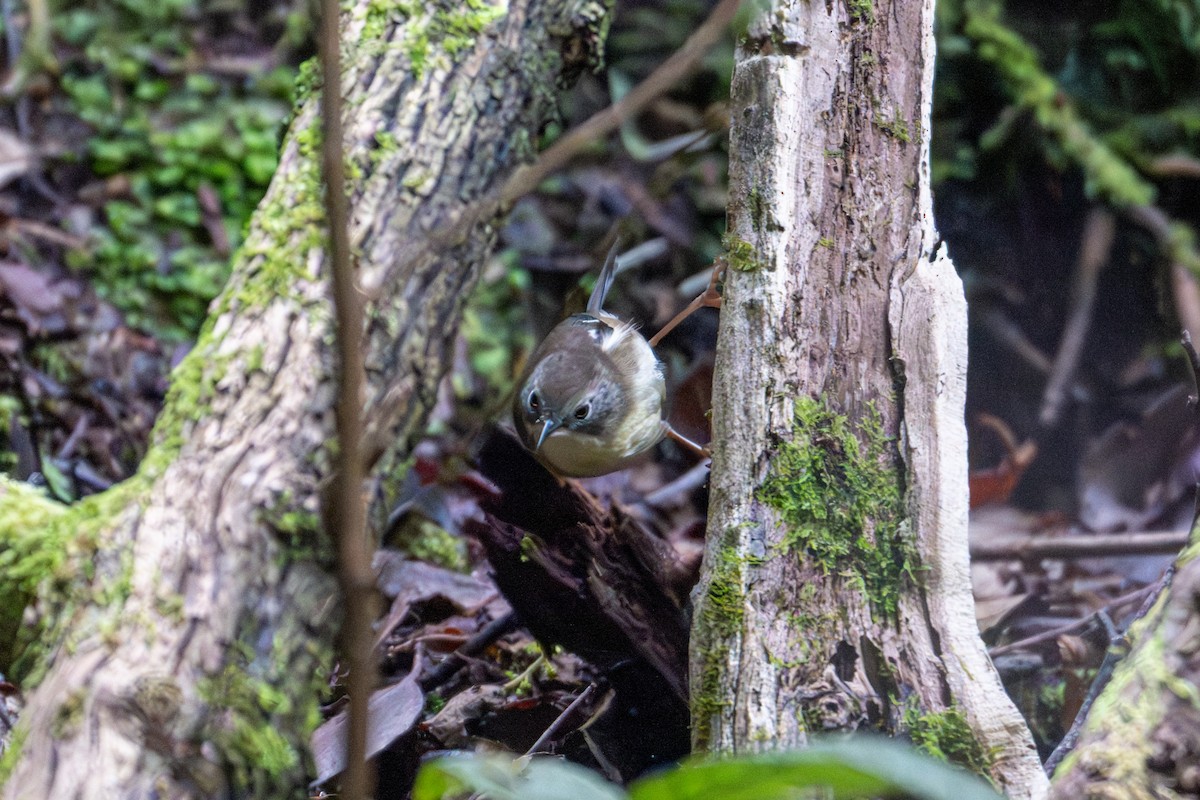 Scrubtit - ML638961245