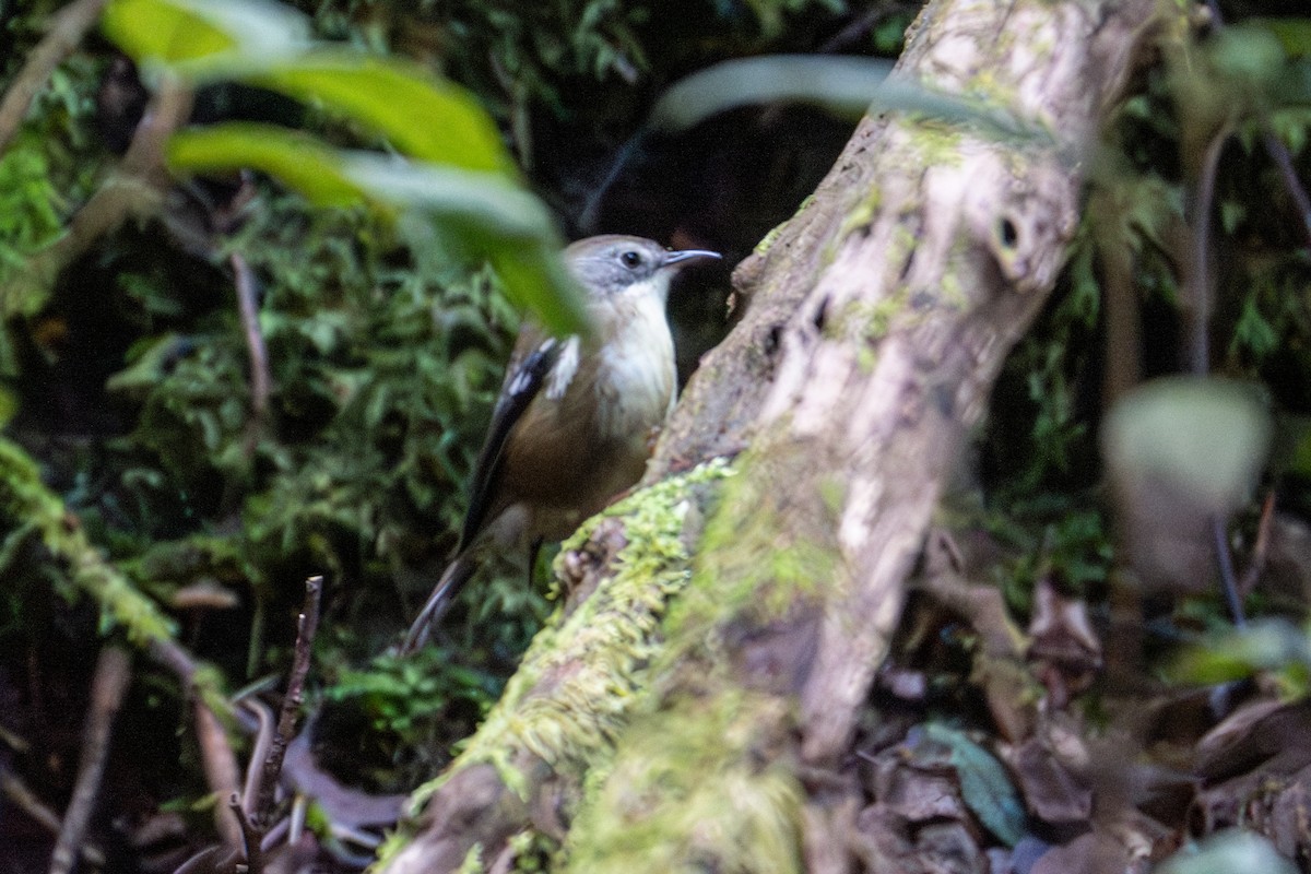 Scrubtit - ML638961246