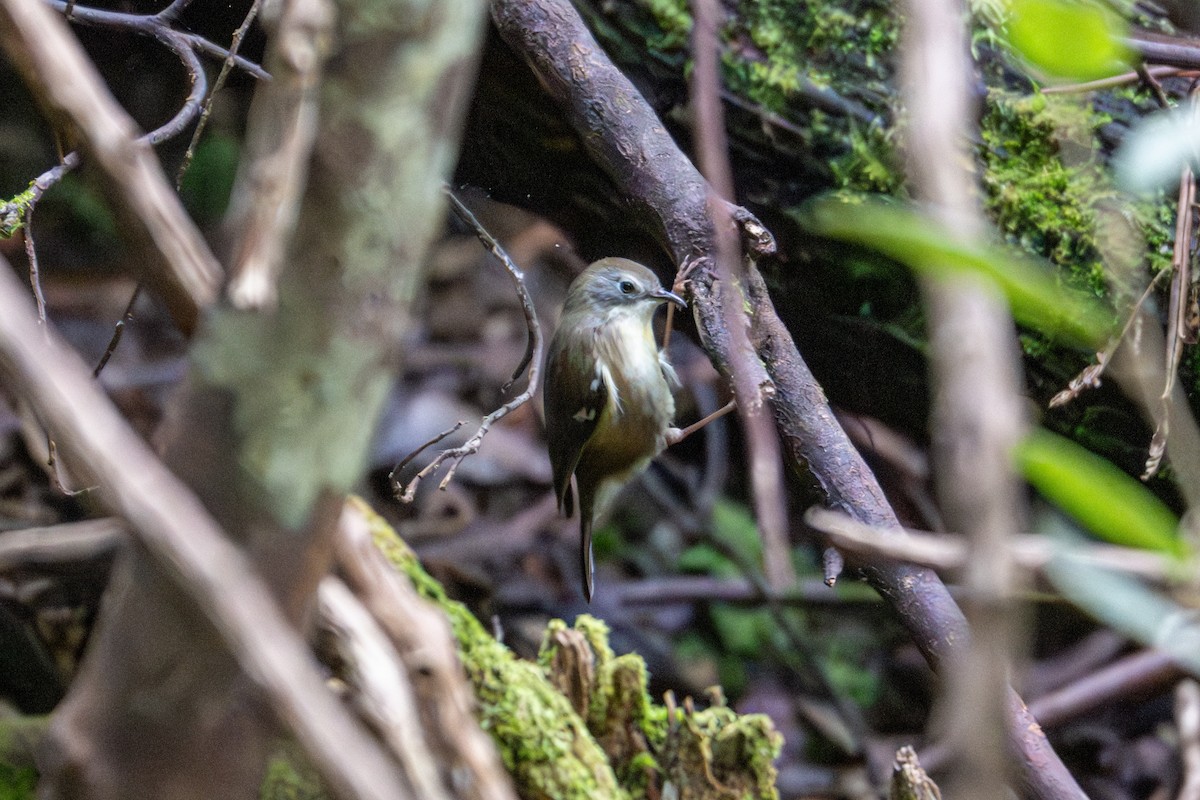 Scrubtit - ML638961247