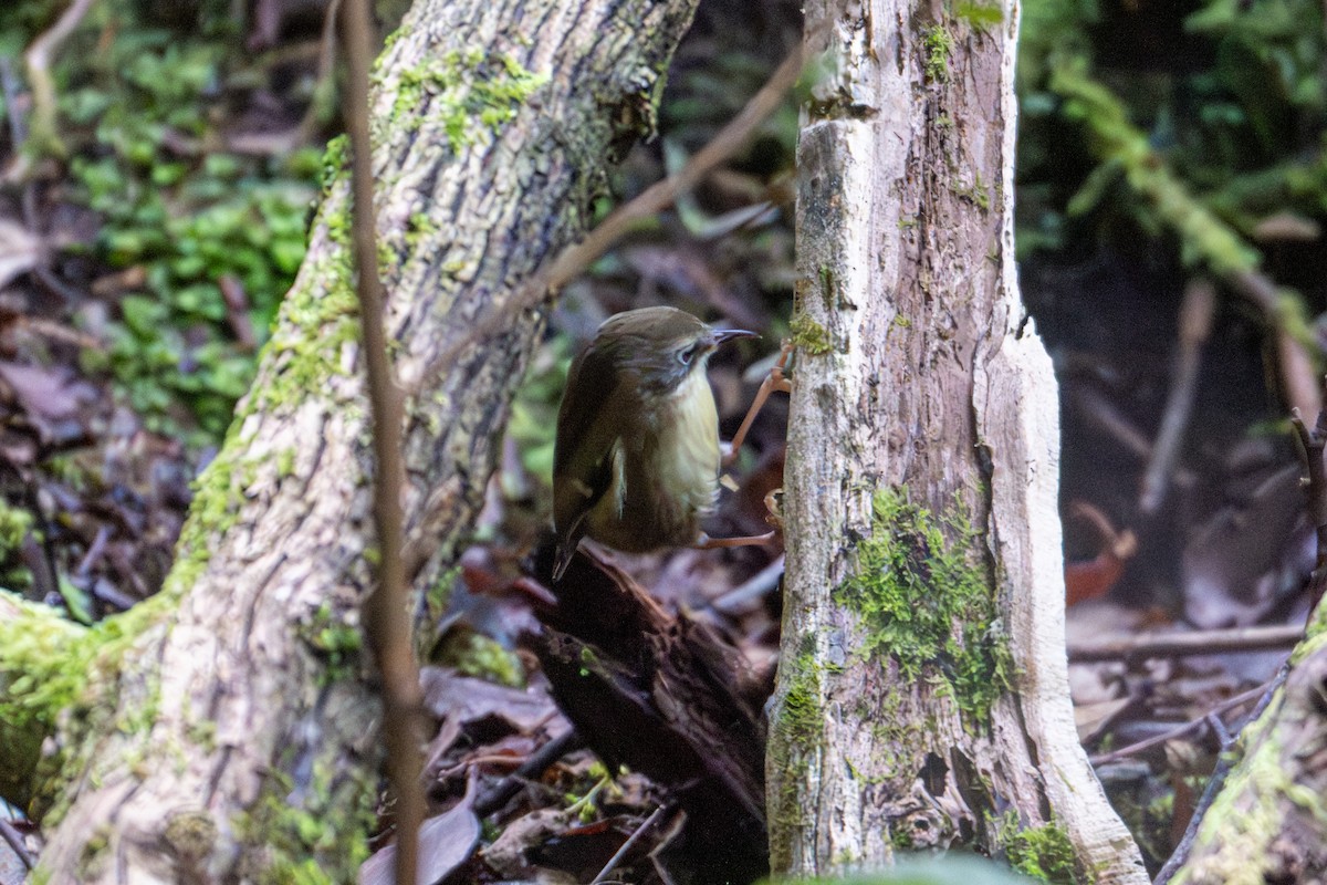 Scrubtit - ML638961248