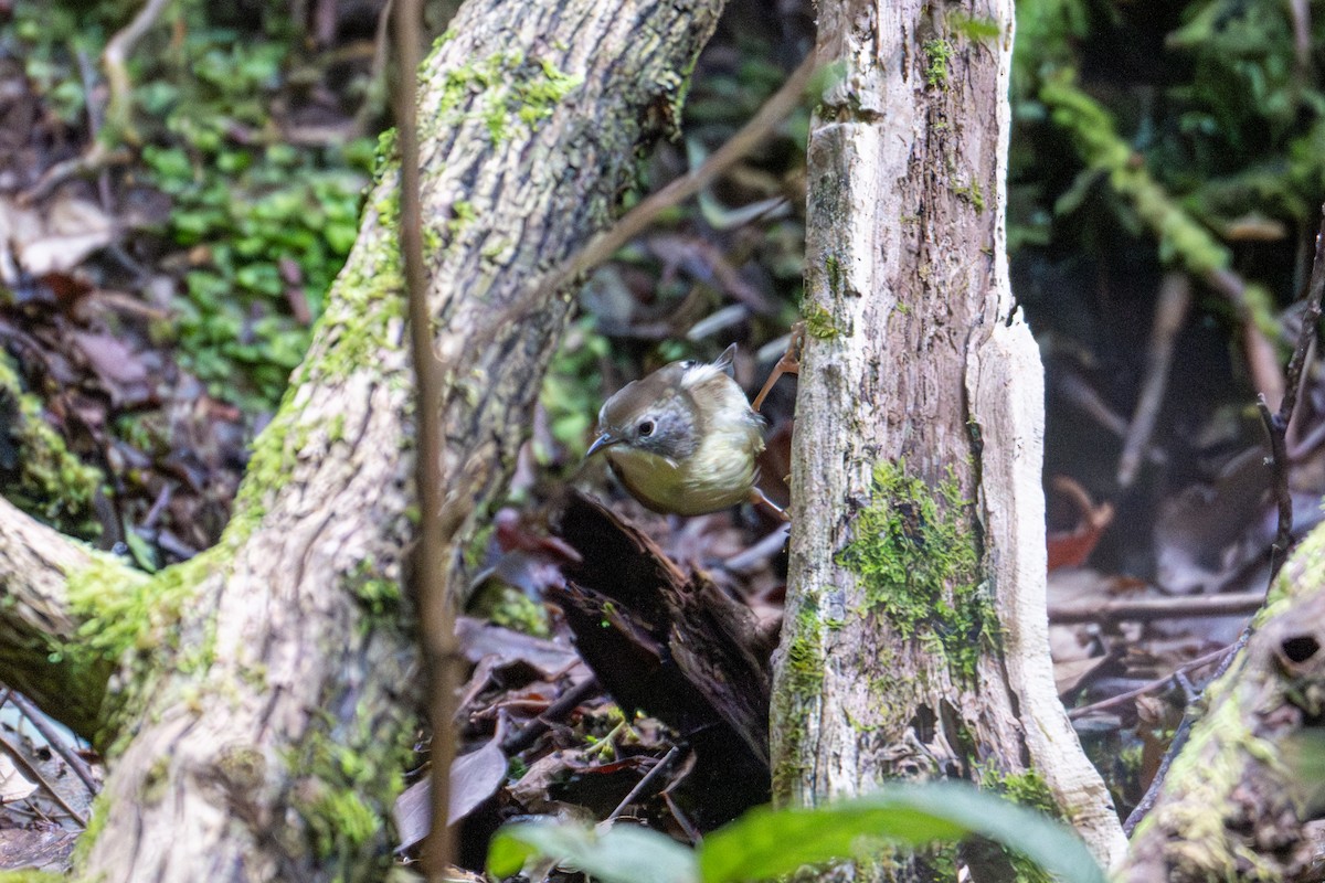 Scrubtit - ML638961249