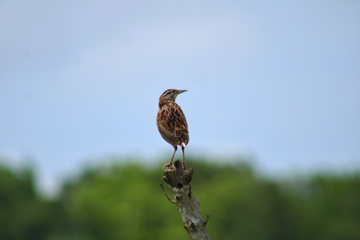 Eastern Meadowlark - ML638961315