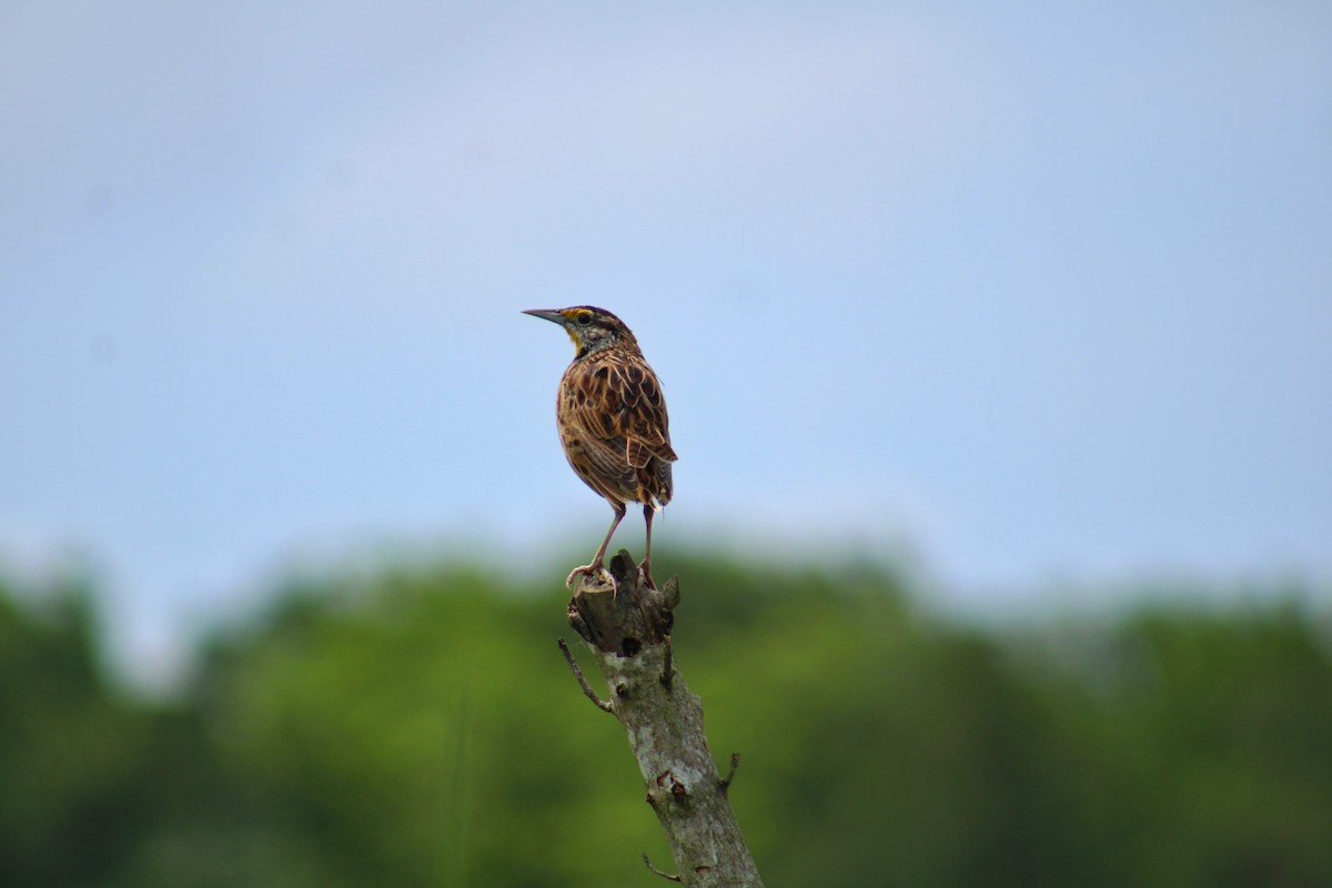 Eastern Meadowlark - ML638961316