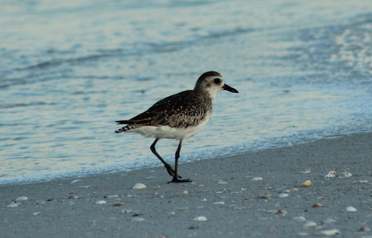 Black-bellied Plover - ML638961427
