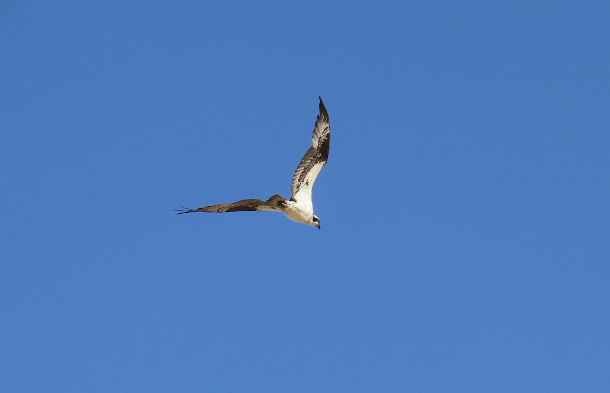Balbuzard pêcheur - ML638961429