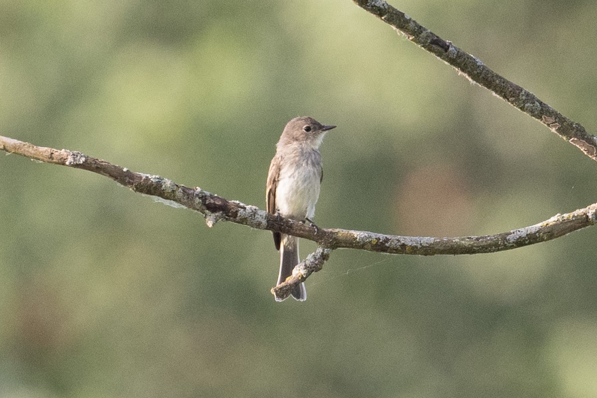 Eastern Phoebe - ML638961438