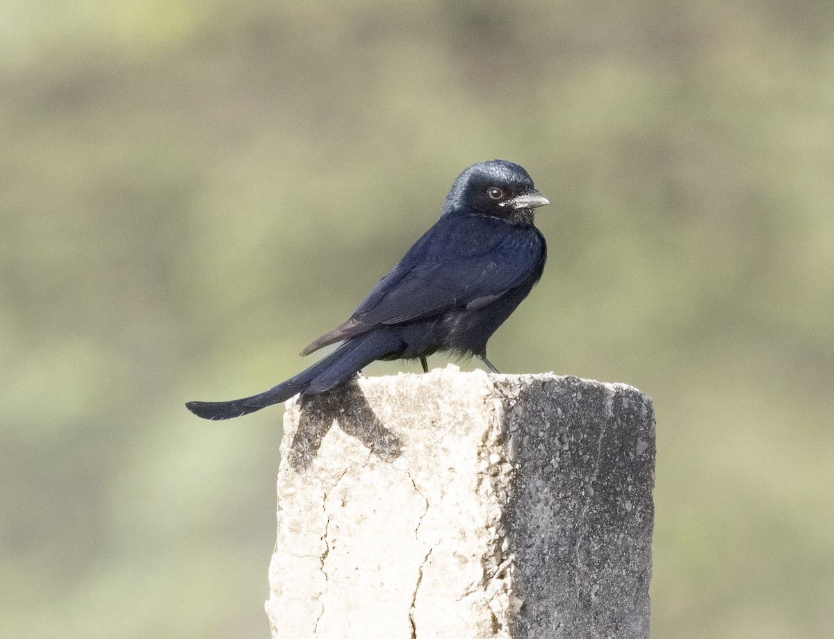 Black Drongo - ML638961468