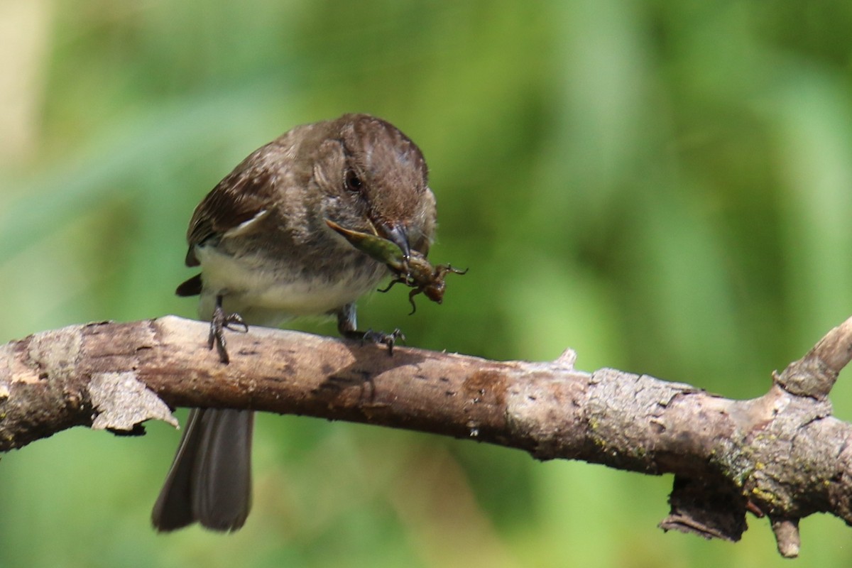 Eastern Phoebe - ML638961493