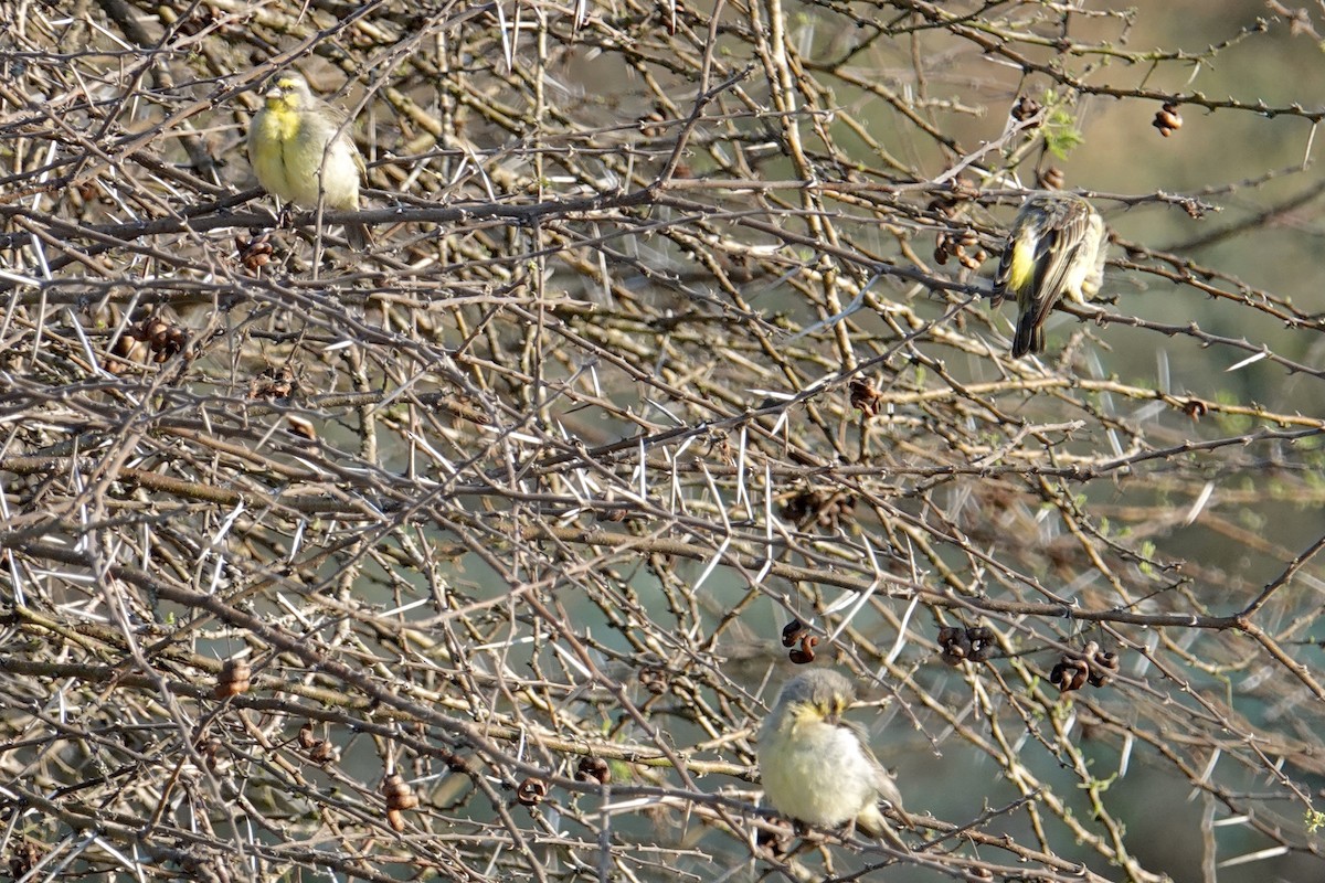 Yellow-fronted Canary - ML638961494