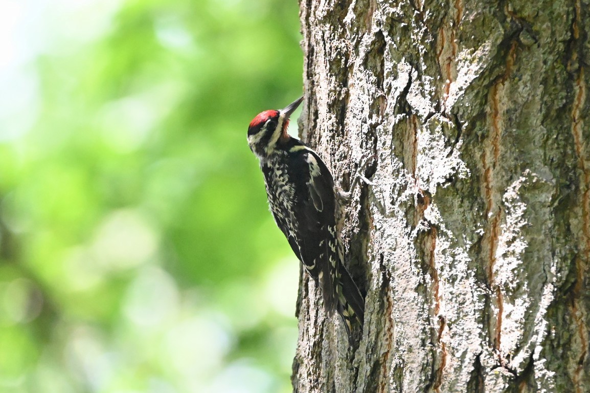 Yellow-bellied Sapsucker - ML638961568