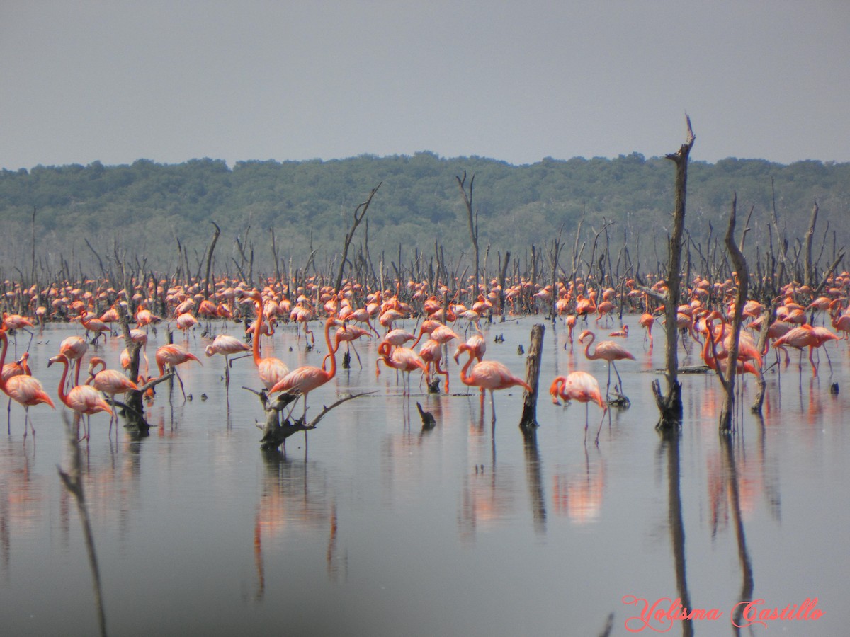 American Flamingo - ML638961571