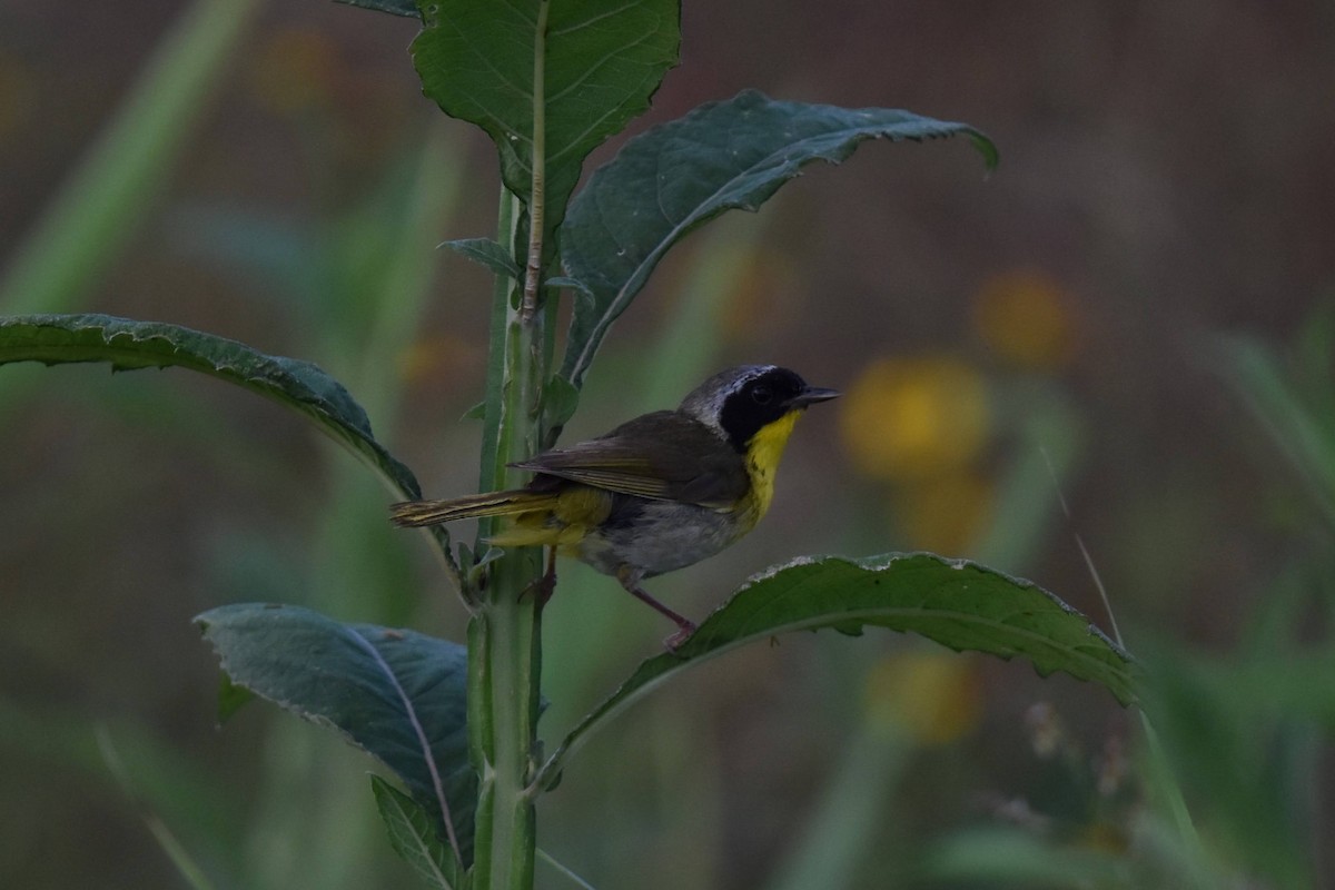Common Yellowthroat - ML638961574