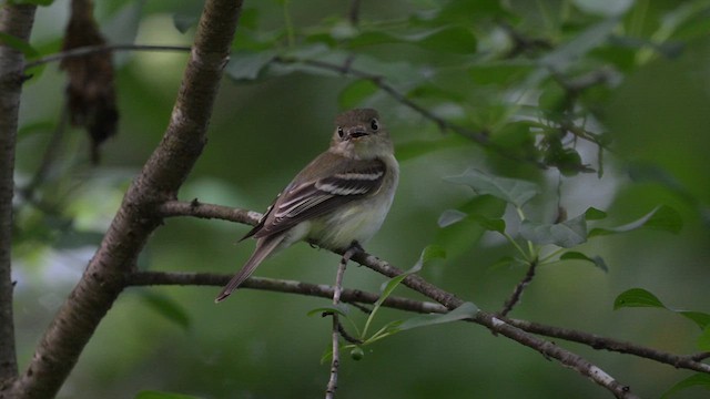 Acadian Flycatcher - ML638961585