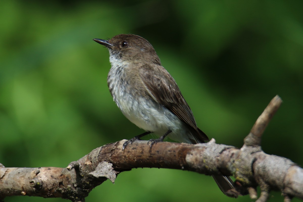 Eastern Phoebe - ML638961594