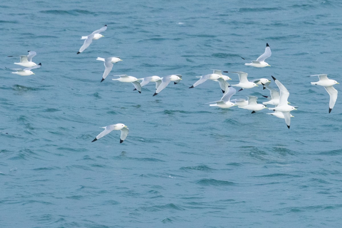 Gaviota Tridáctila - ML638961663