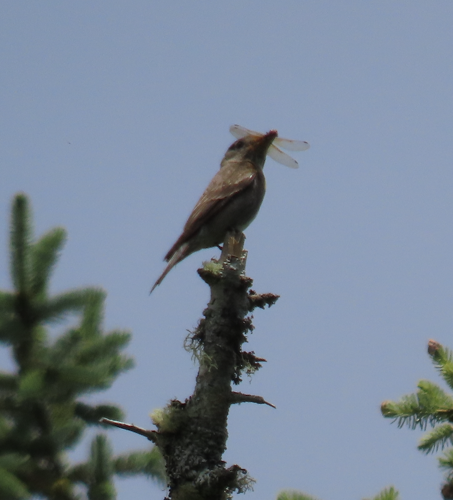Olive-sided Flycatcher - ML638961689