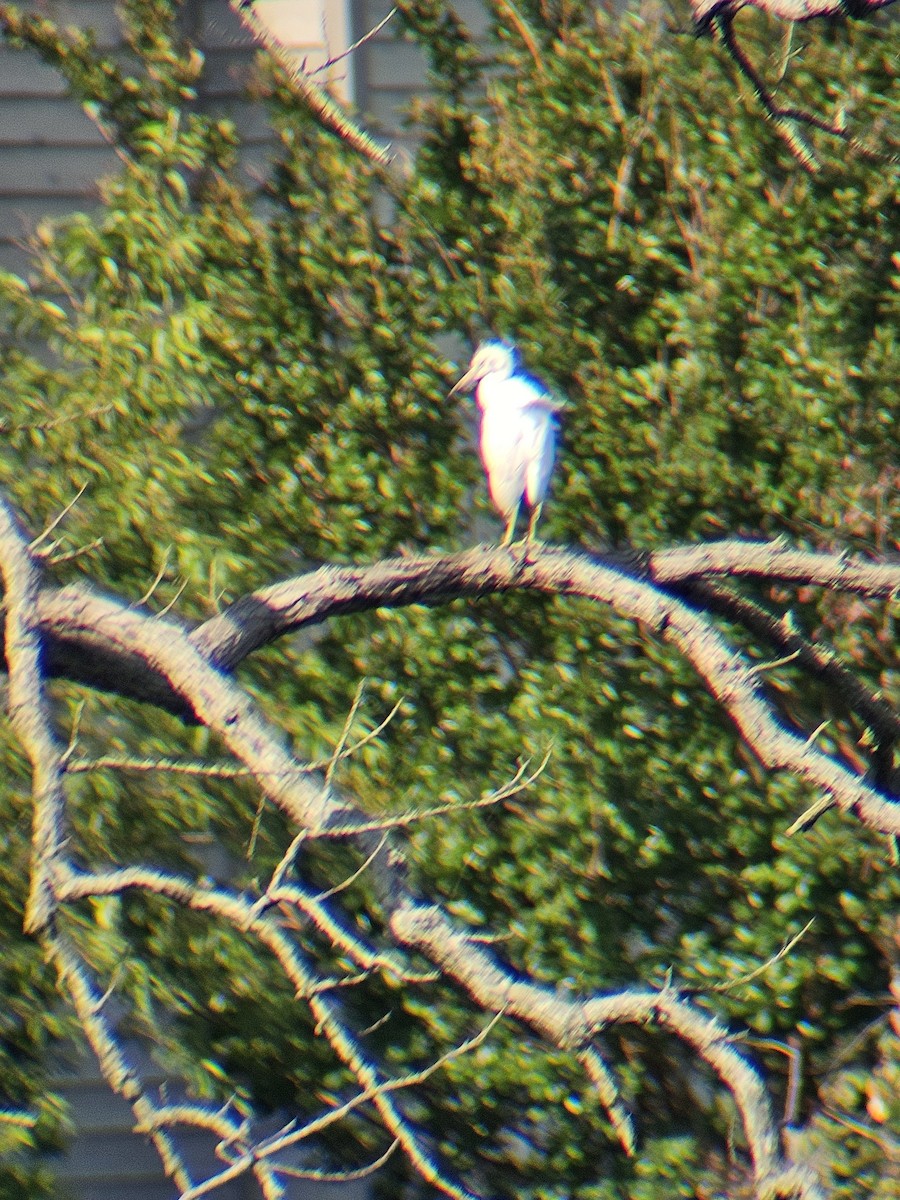 Little Blue Heron - ML638961692