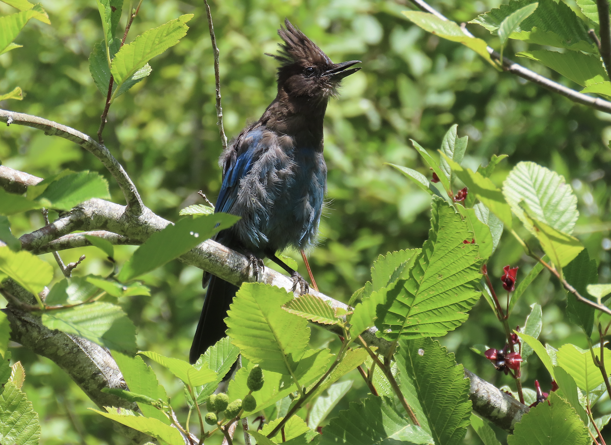Steller's Jay - ML638961694