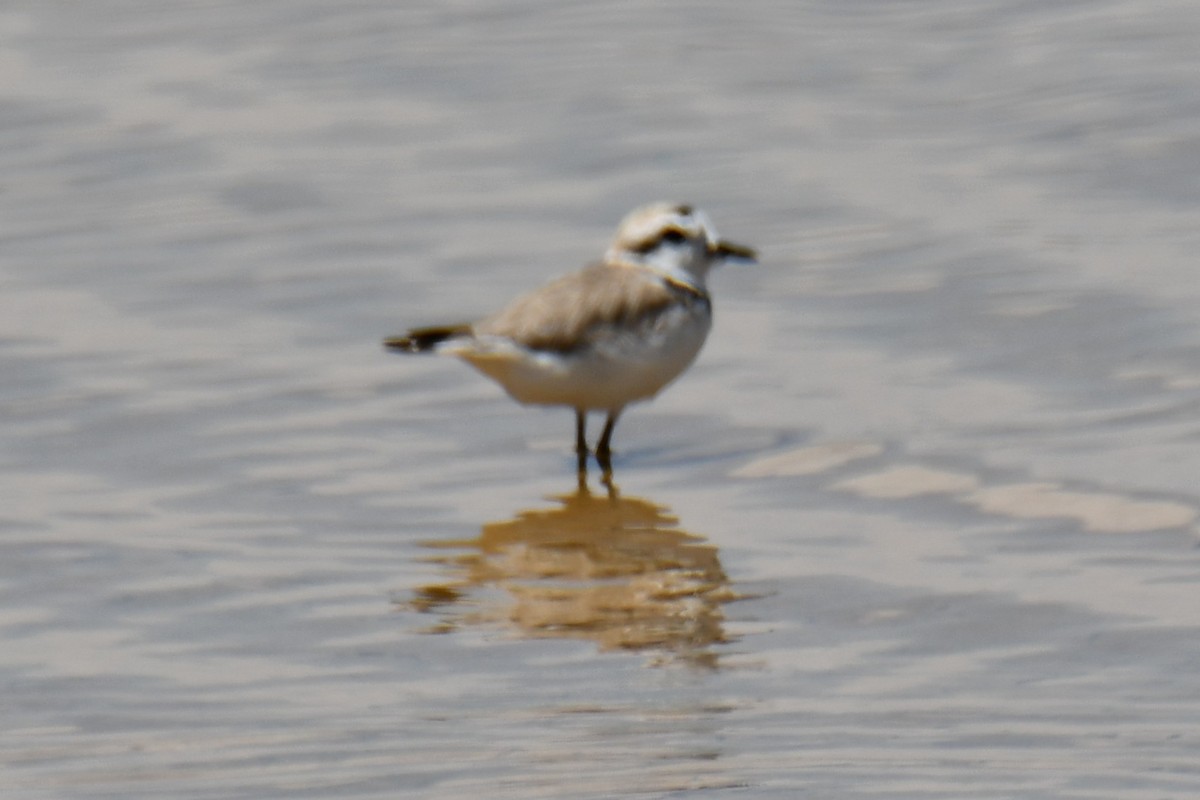 Snowy Plover - ML638961696