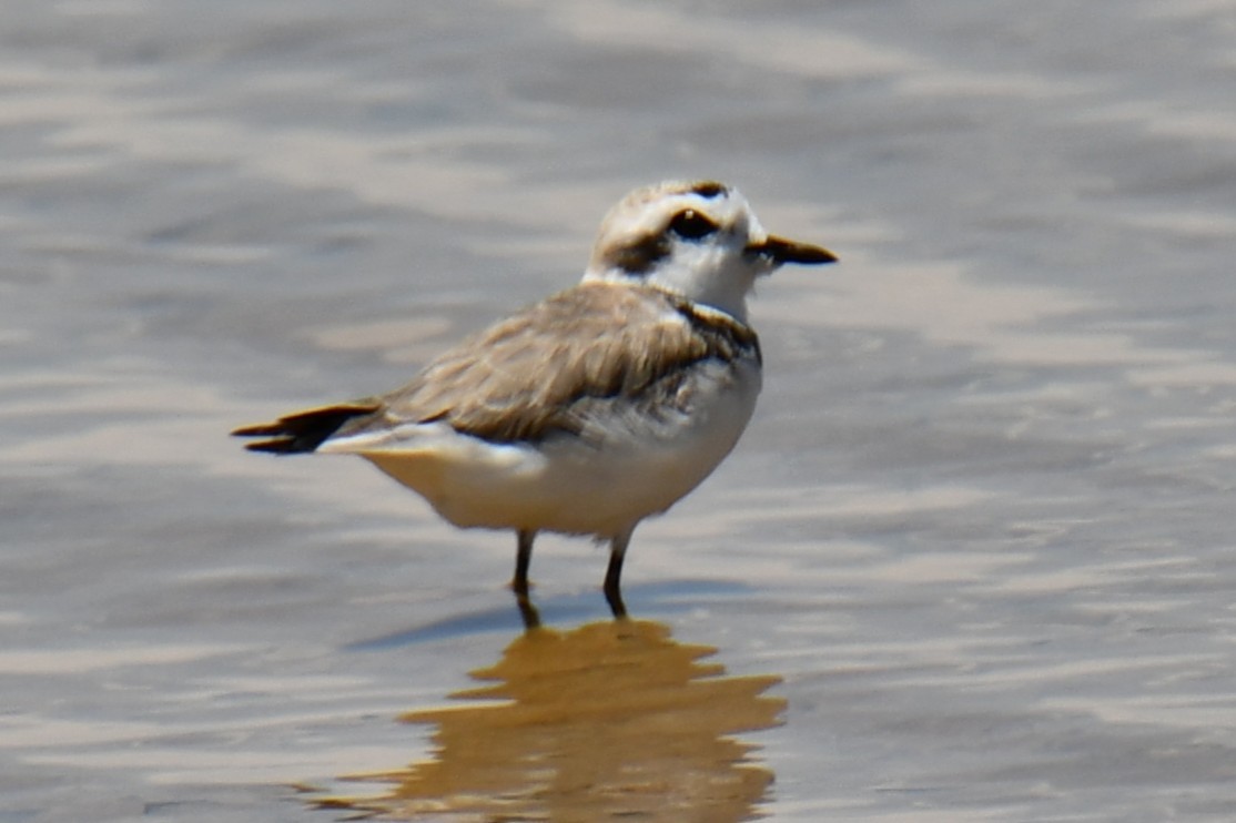 Snowy Plover - ML638961699