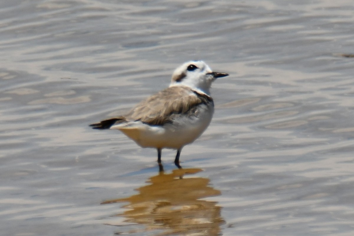Snowy Plover - ML638961702