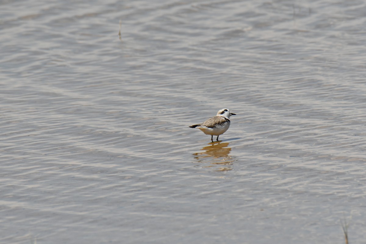 Snowy Plover - ML638961703