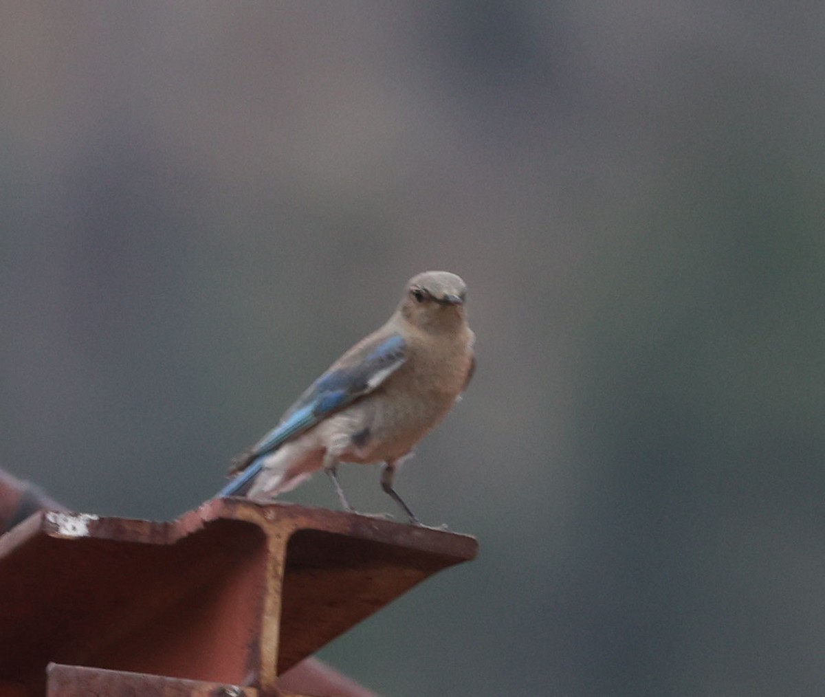 Mountain Bluebird - ML638961726