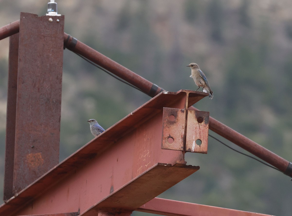 Mountain Bluebird - ML638961727