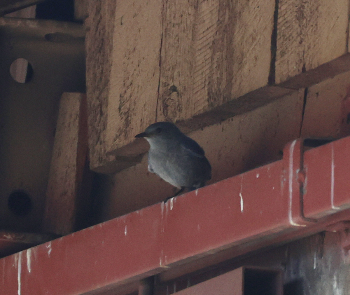 Mountain Bluebird - ML638961728
