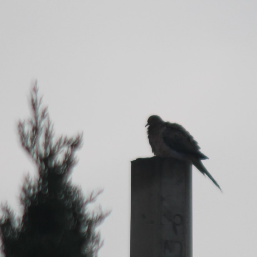 Mourning Dove - ML638961730