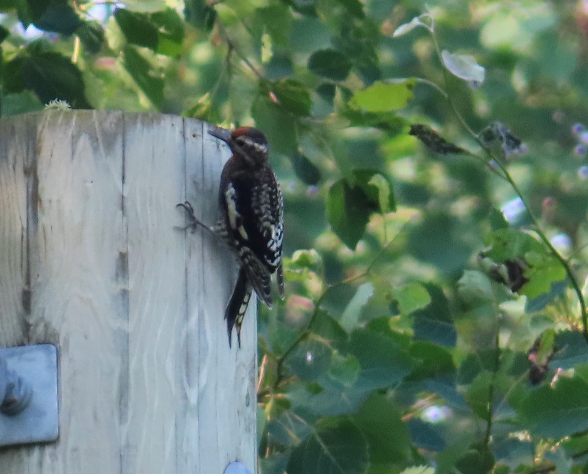 Yellow-bellied Sapsucker - ML638961732