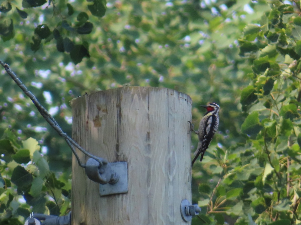Yellow-bellied Sapsucker - ML638961736