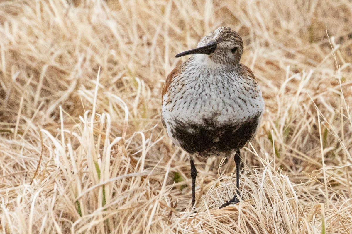 ハマシギ - ML638961751