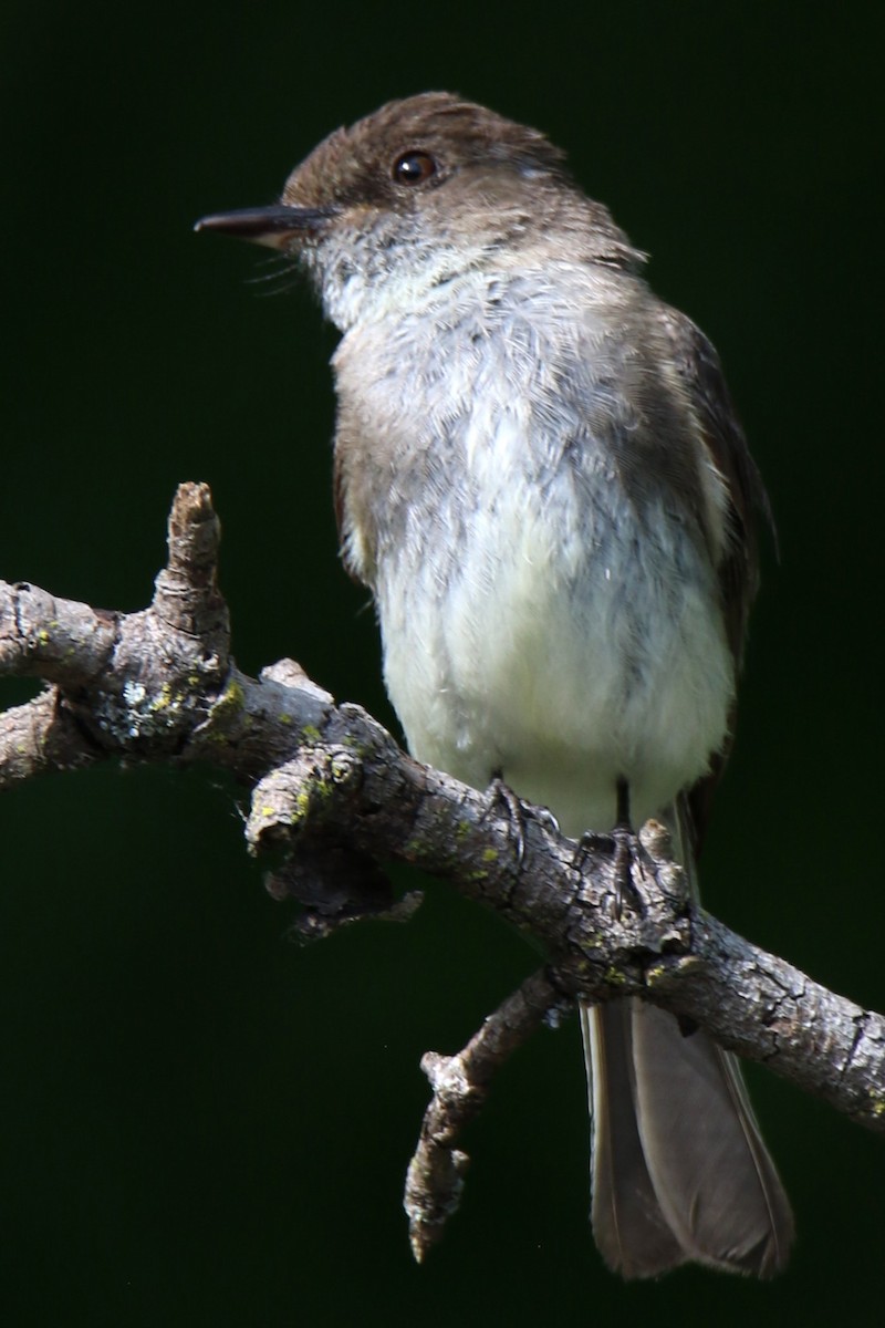 Eastern Phoebe - ML638961752