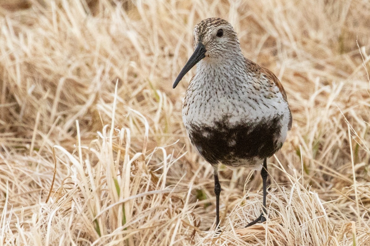ハマシギ - ML638961758