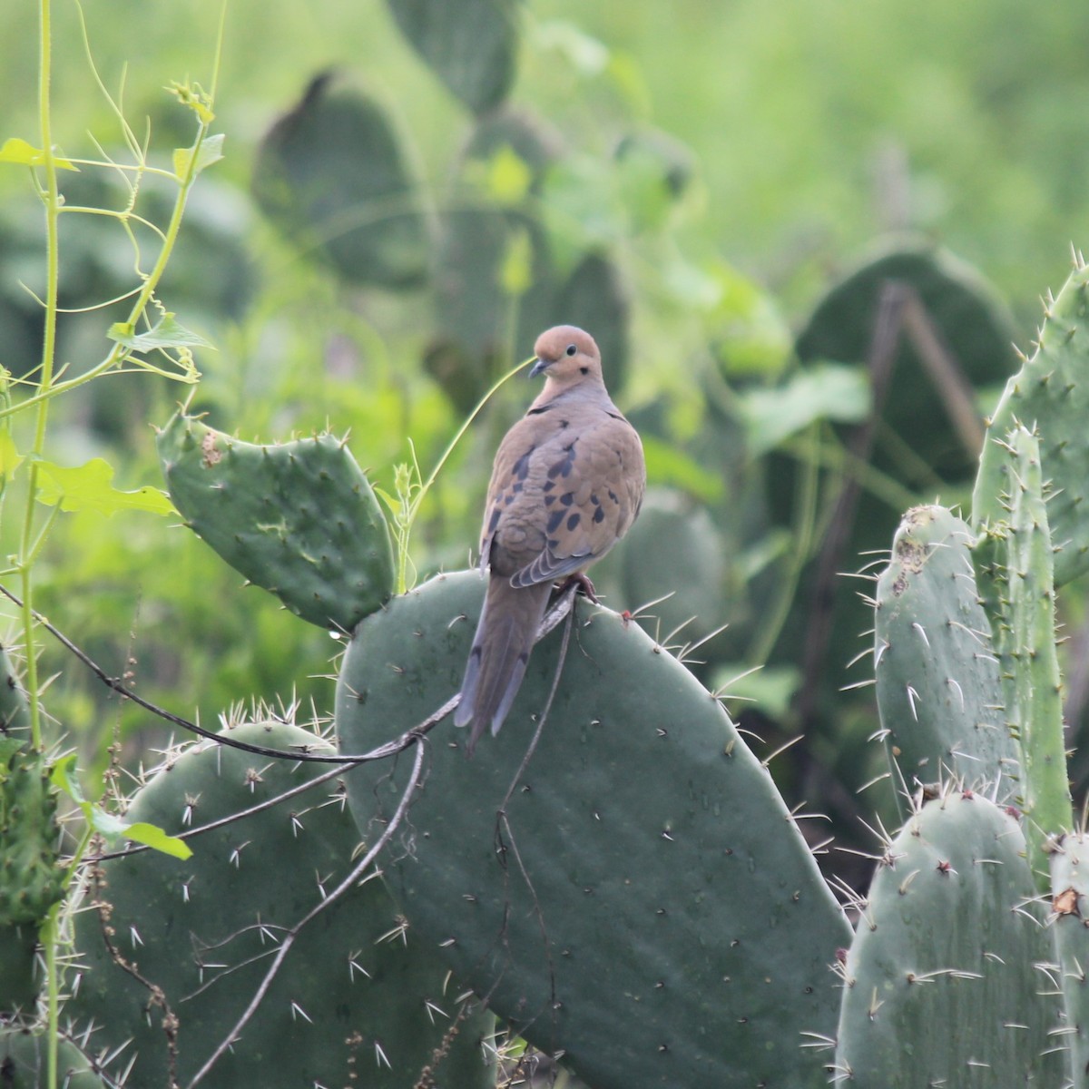 Mourning Dove - ML638961795