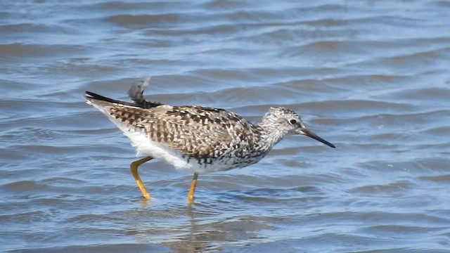 Lesser Yellowlegs - ML638961839