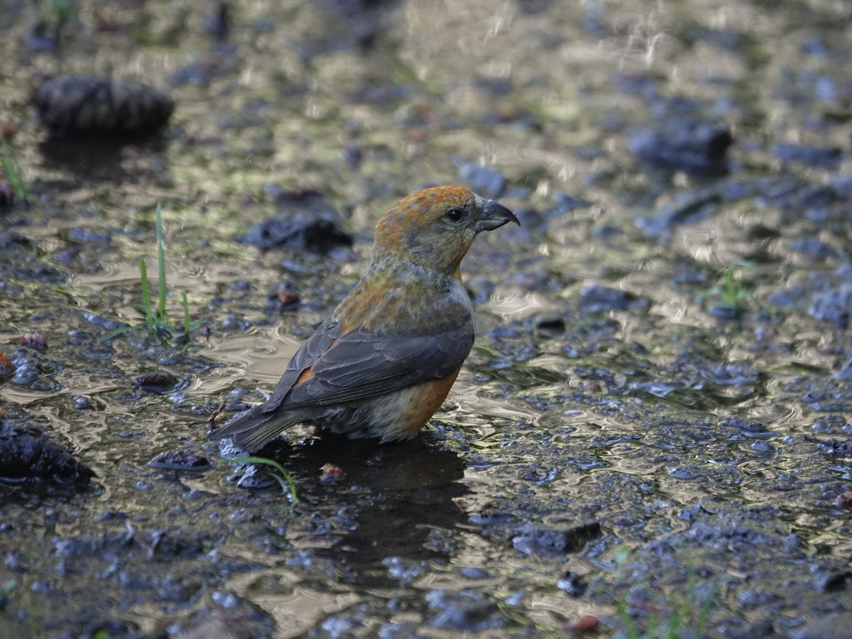 Red Crossbill - mark lundgren
