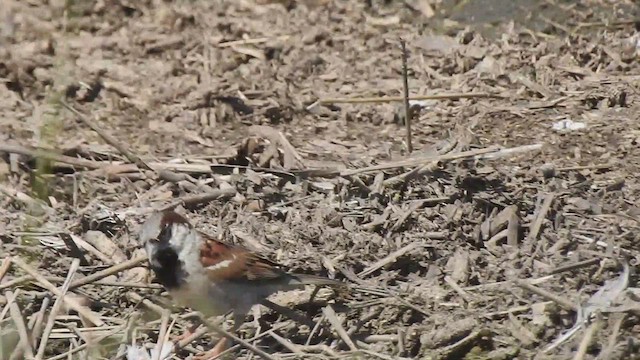 House Sparrow - ML638961845
