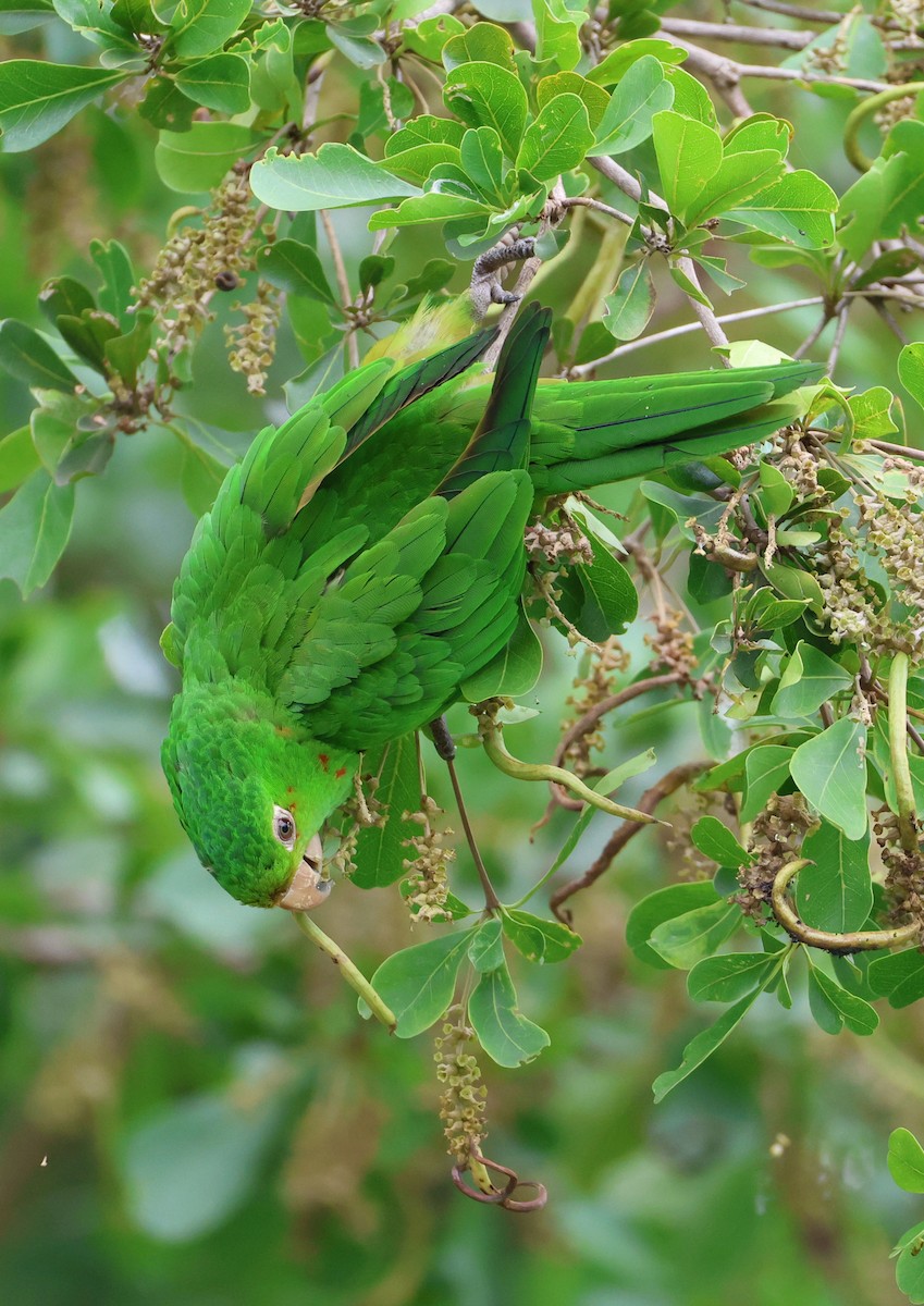 White-eyed Parakeet - Gainey Maxwell