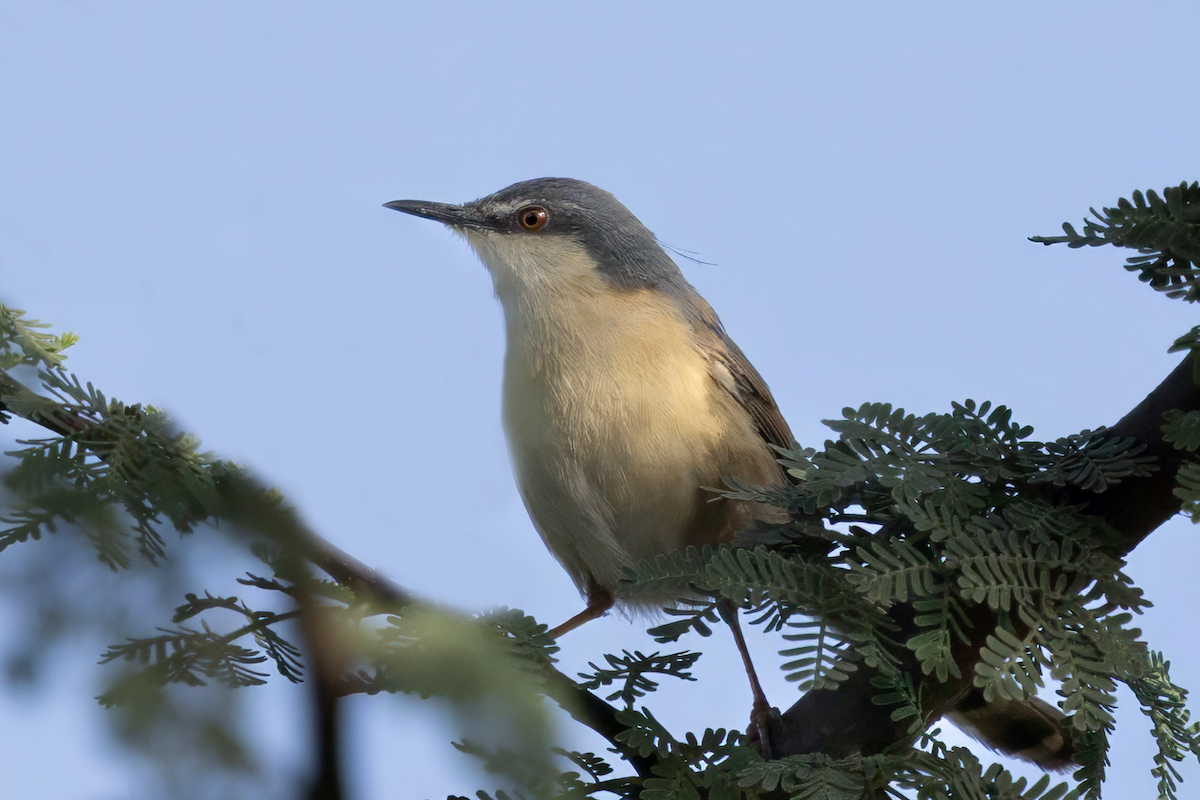 Ashy Prinia - ML638961867