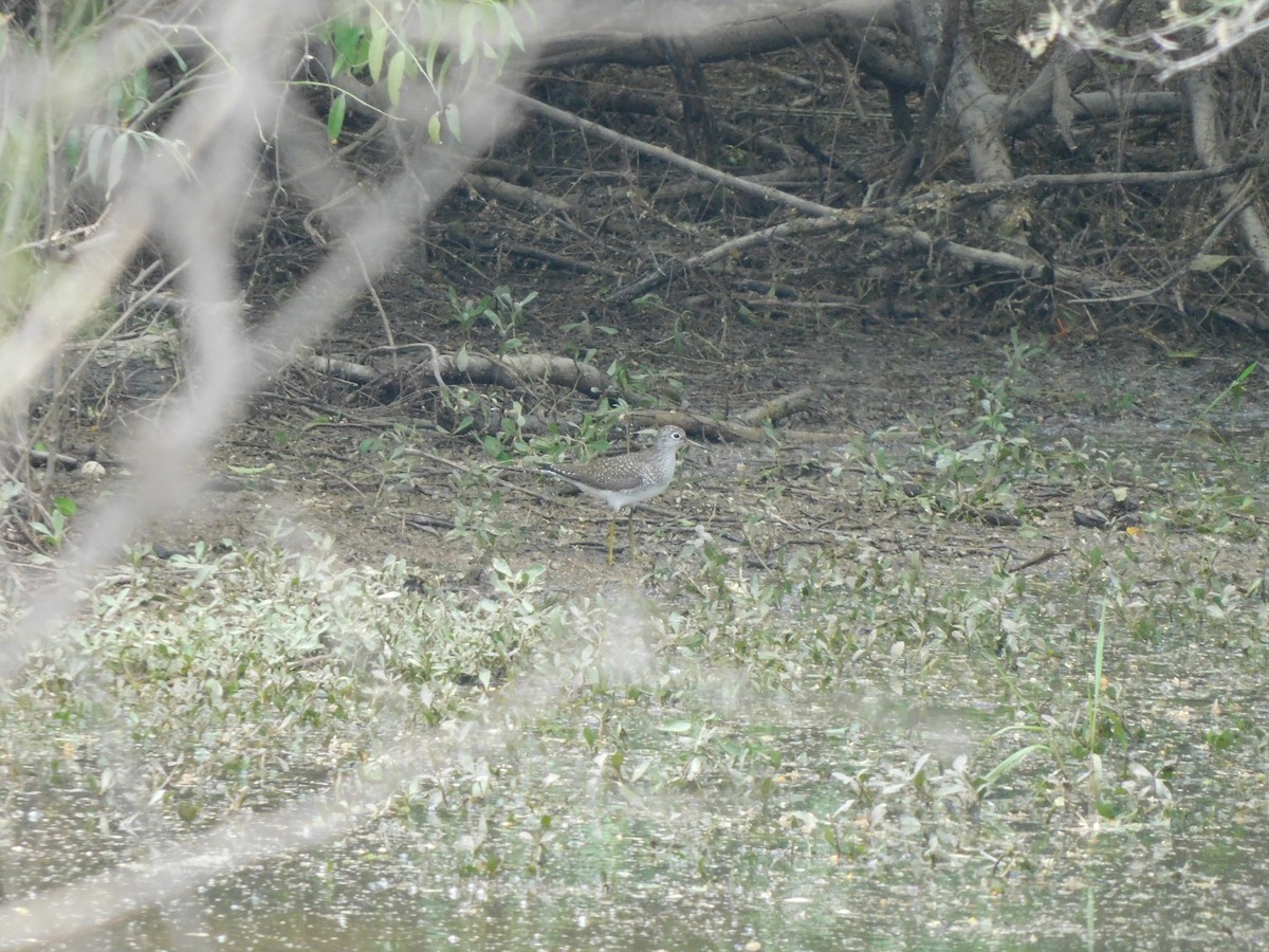 Solitary Sandpiper - ML638961921