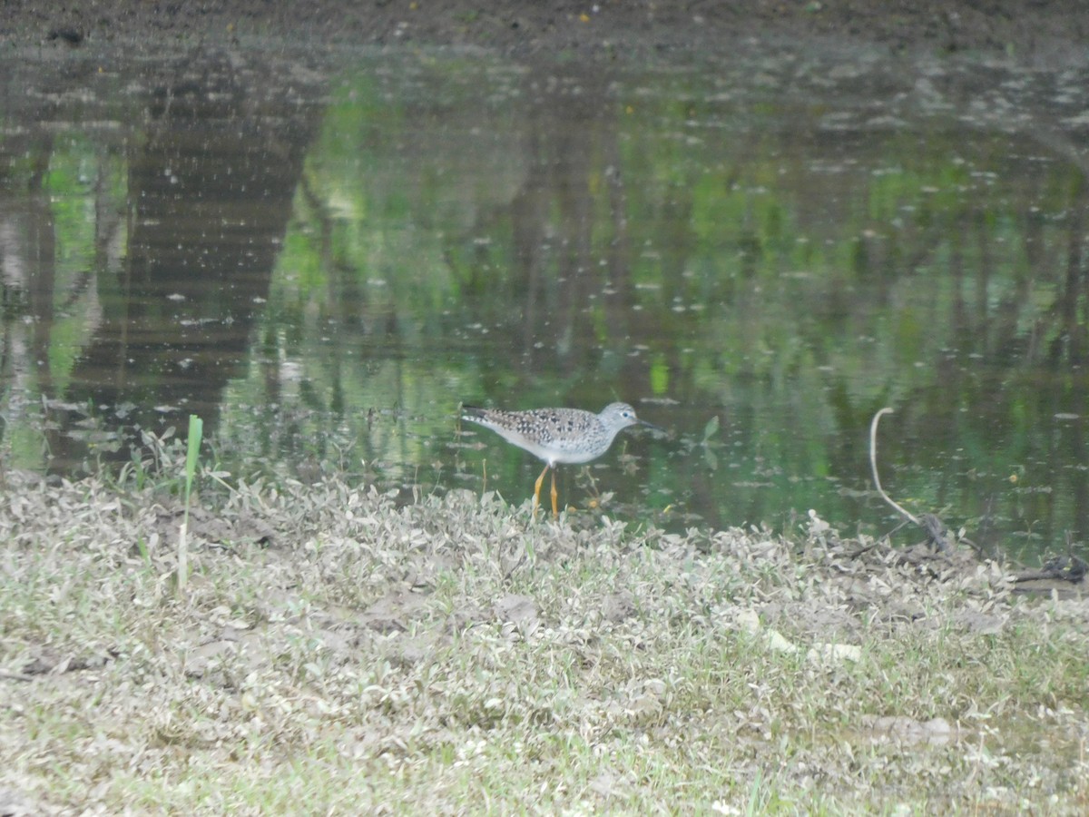 Lesser Yellowlegs - ML638961936