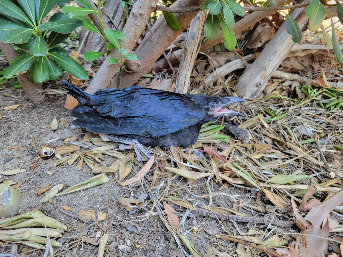Common Raven - ML638961937