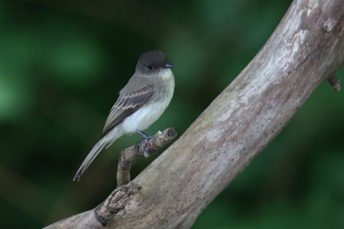 Eastern Phoebe - ML638961974
