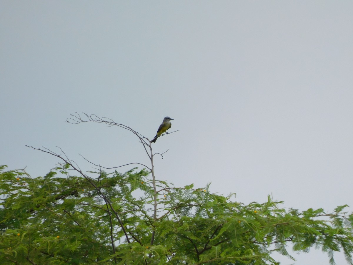Tropical Kingbird - ML638961997