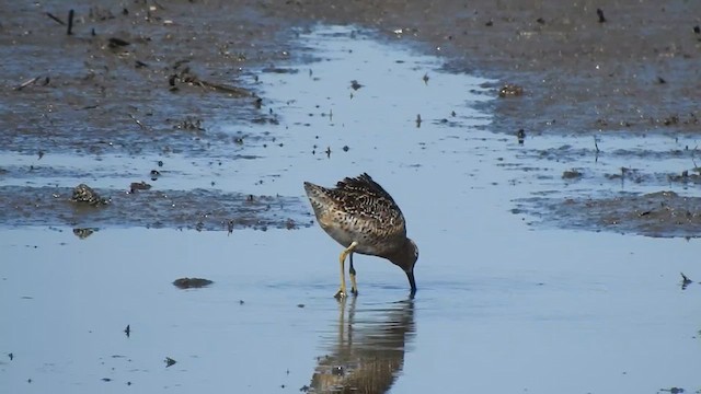 Short-billed Dowitcher - ML638962009