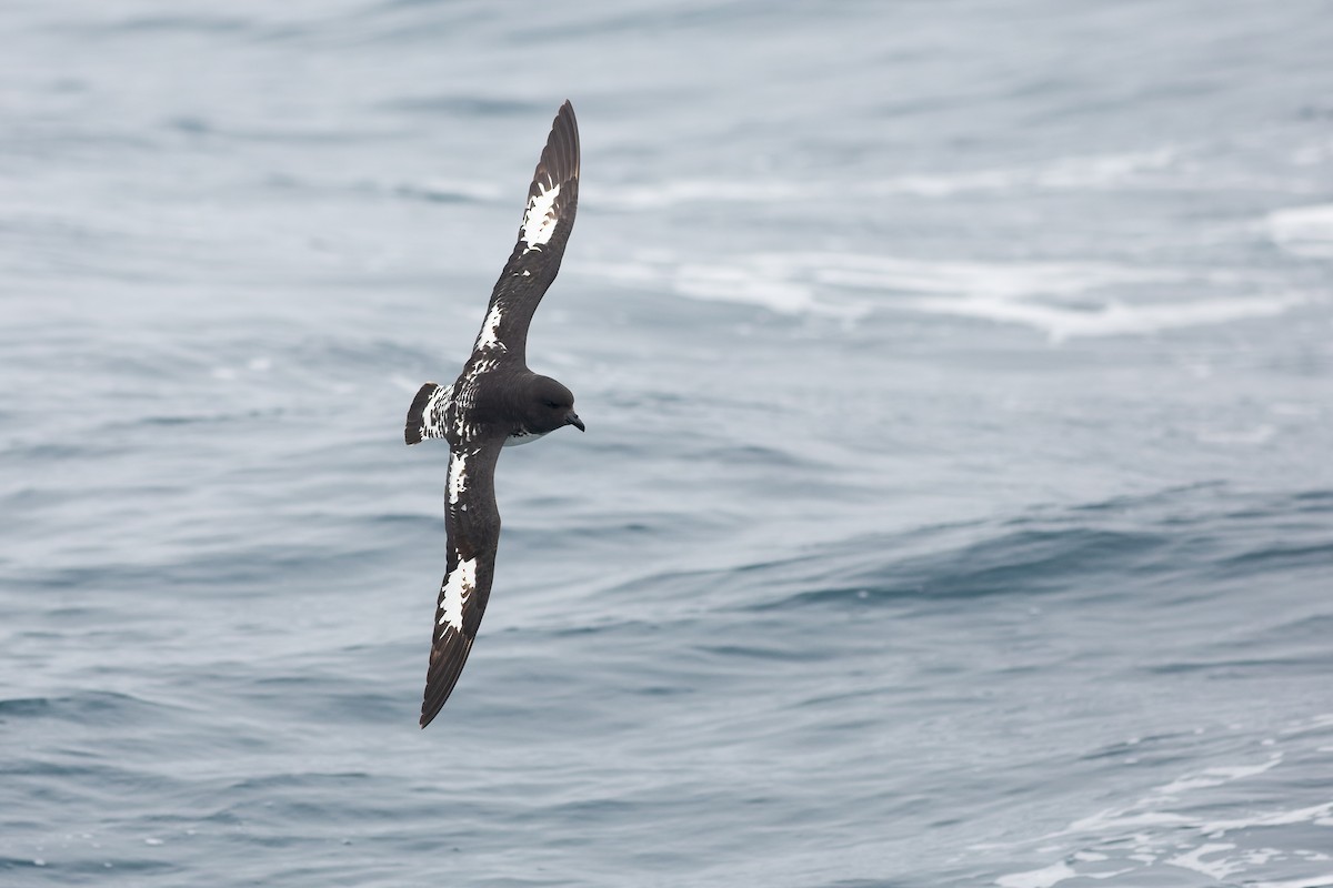 Pintado Petrel - ML638962030
